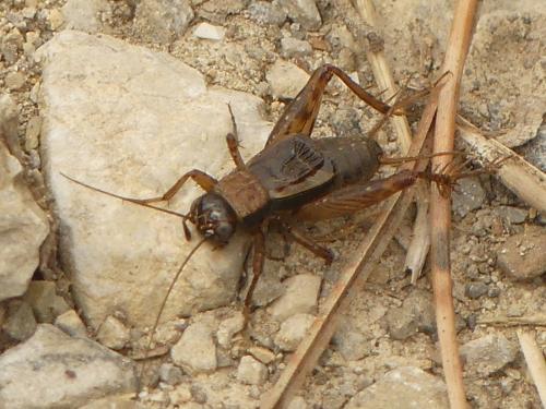 Nemobius sylvestris sylvestris